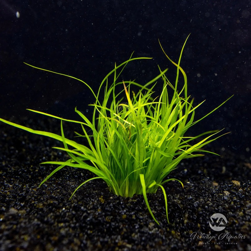 Juncus Repens