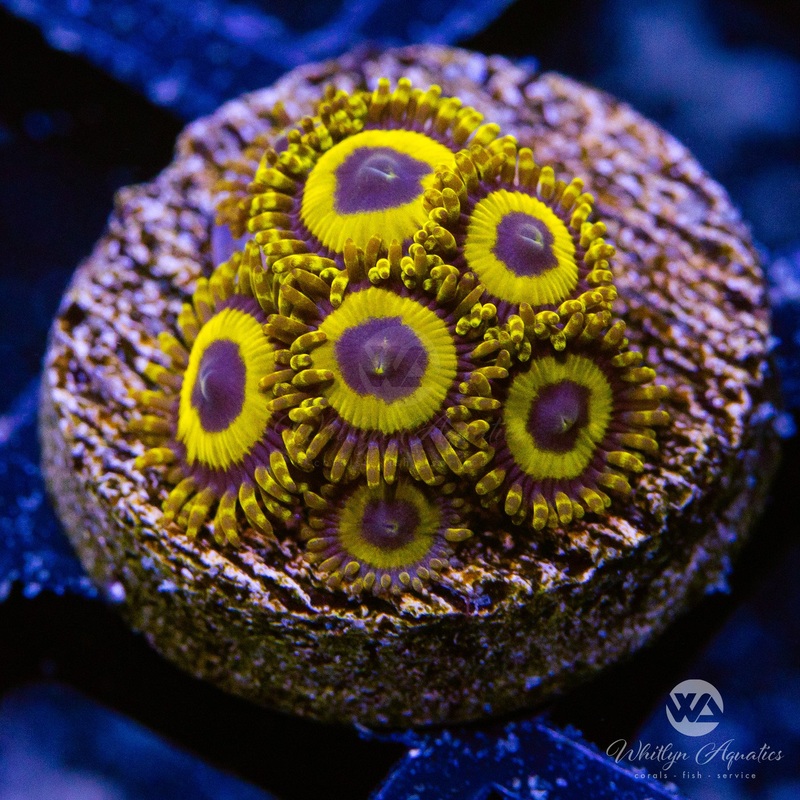 LA Lakers Zoanthid (Aquacultured)