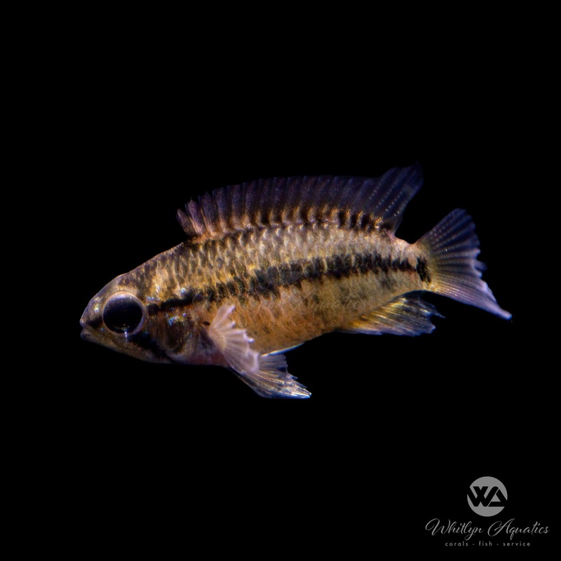 Macmaster's "Red Shoulder" Apisto - Apistogramma macmasteri