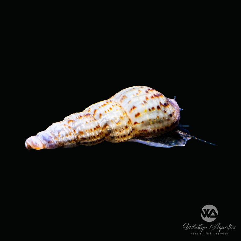 Malaysian Trumpet Snails - Melanoides tuberculata