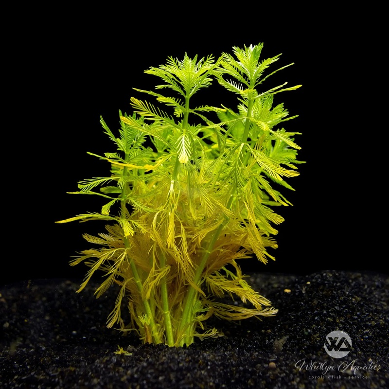Myriophyllum elatinoides