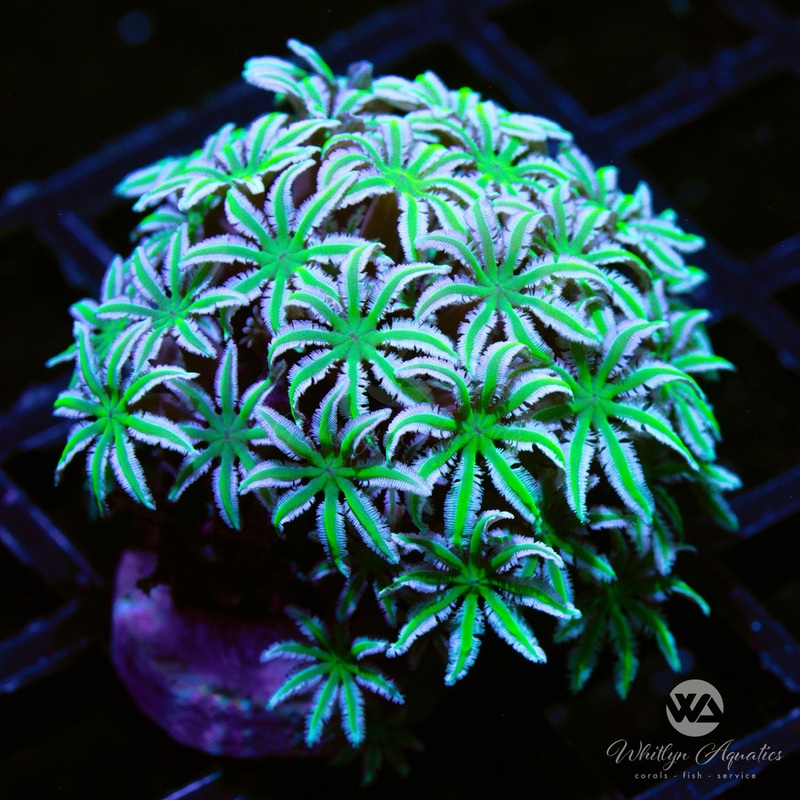 Neon Green Pipe Organ Coral
