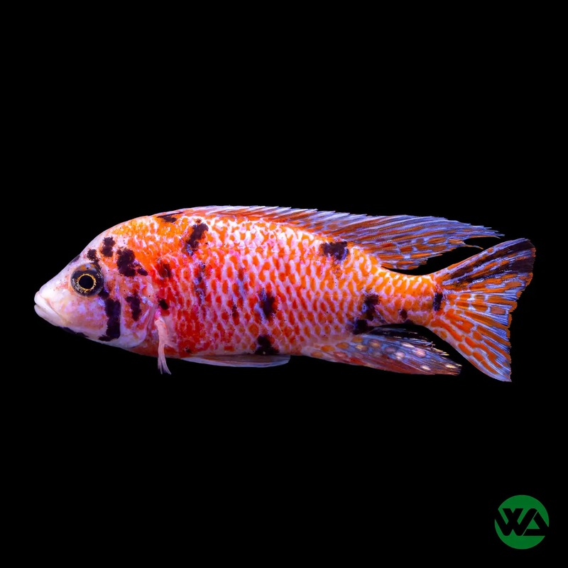 OB Peacock Cichlid - Aulonocara sp.