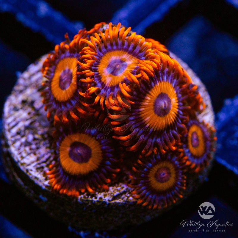 Orange Oxide Zoanthid (Aquacultured)