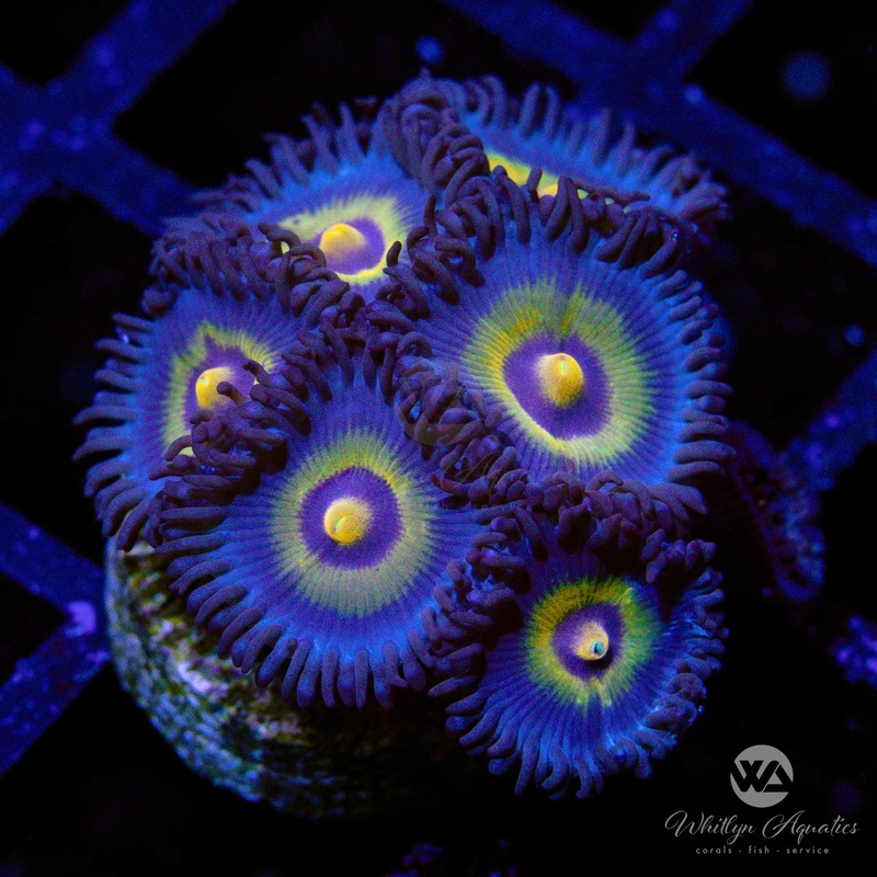 Outcast Zoanthid (Aquacultured)