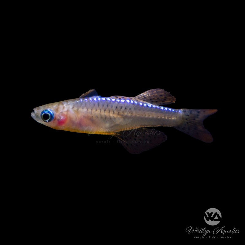 Paska's Blue Eye Rainbowfish - Pseudomugil paskai