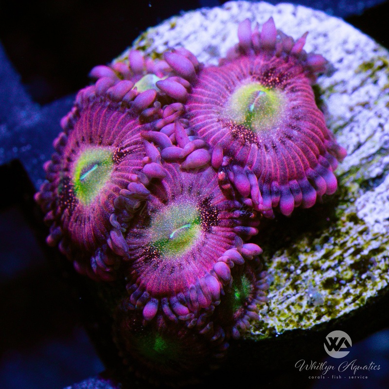 Playboy Bunny Zoanthid (Aquacultured)