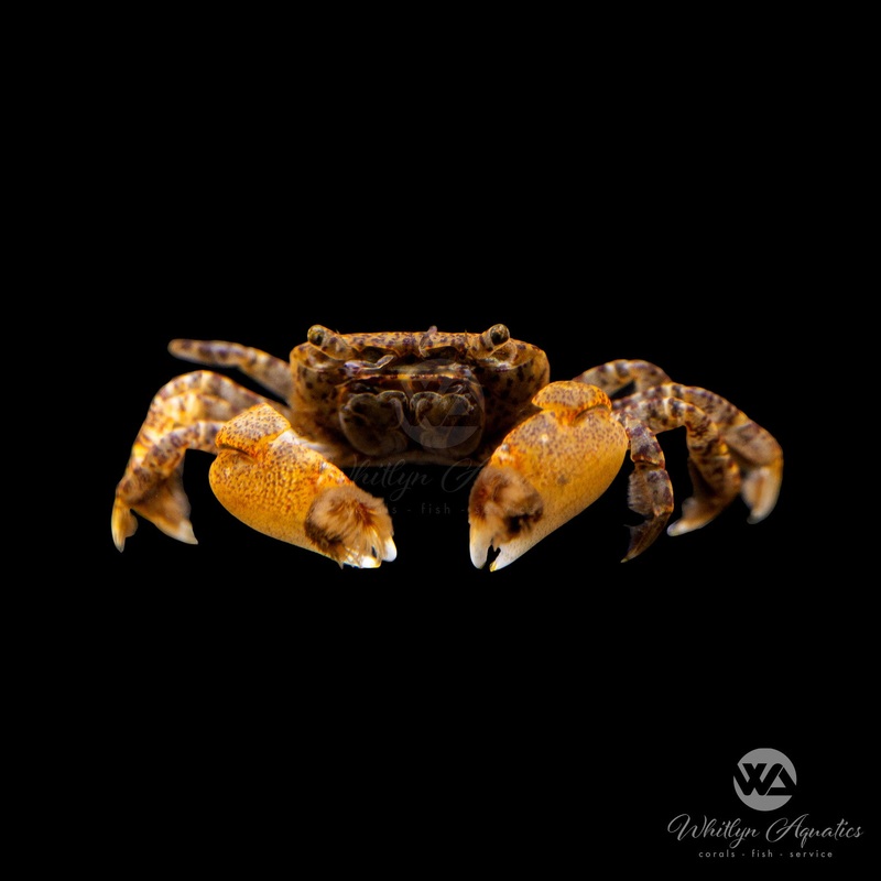Pom Pom Crab - Ptychognathus barbatus (Freshwater)