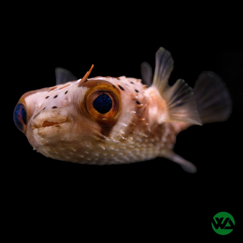 Porcupine Puffer - Diodon holocanthus