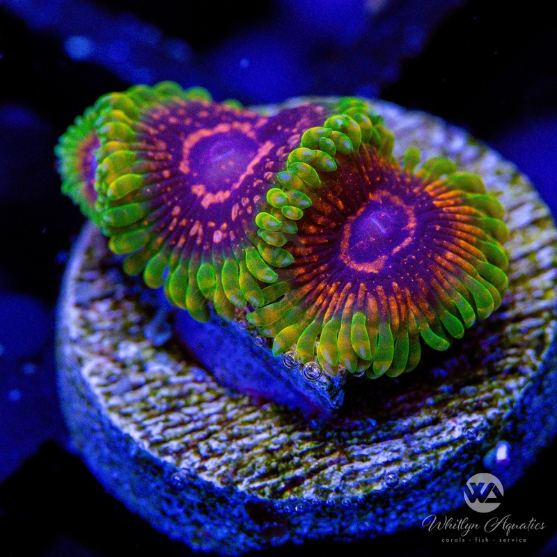 Predator Zoanthid (Aquacultured)
