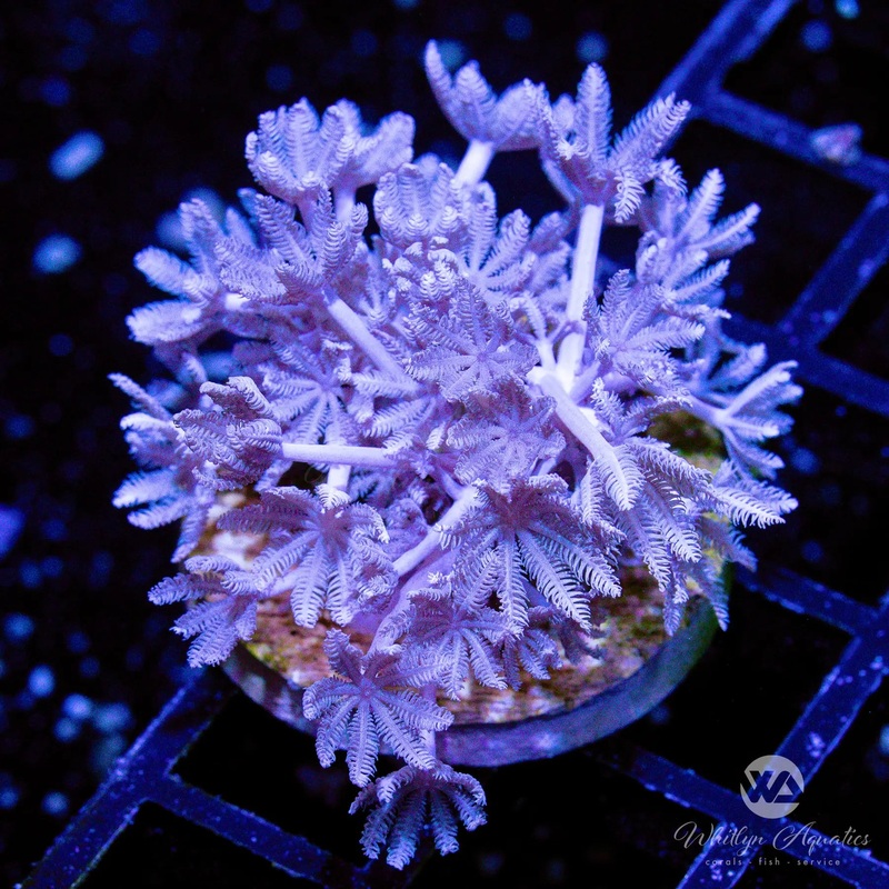 Pulsing Xenia