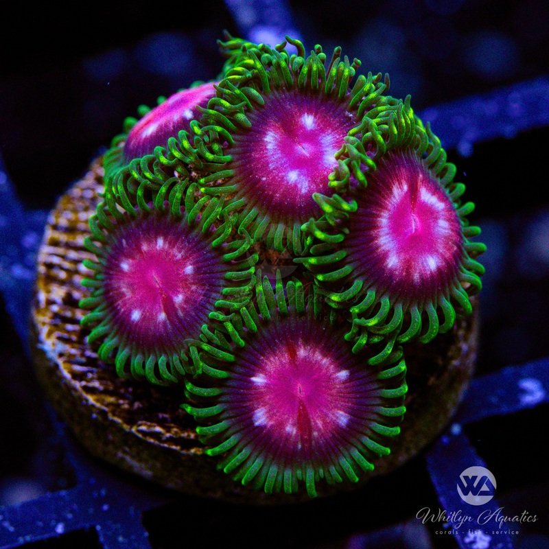 Purple Monster Zoanthid (Aquacultured)