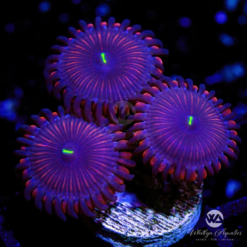 Purple People Eater Zoanthid (Aquacultured)