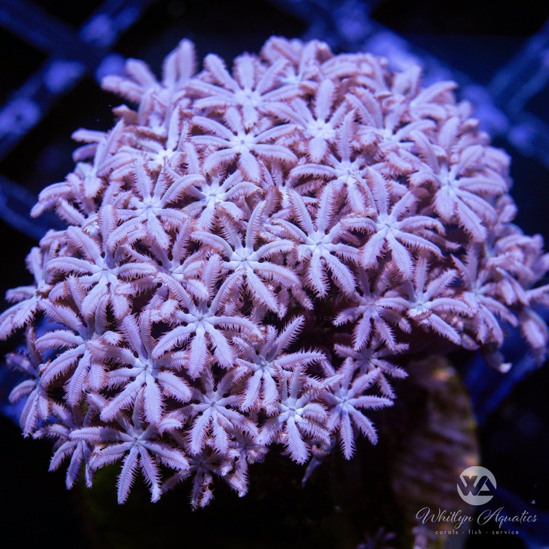 Purple Pipe Organ Coral