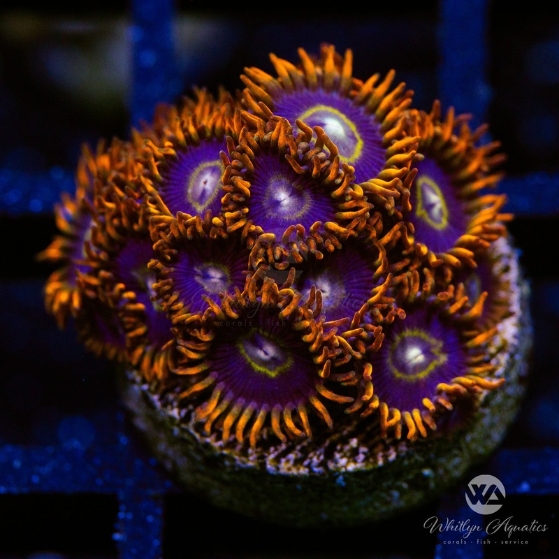Rainbow Hornet Zoanthid (Aquacultured)