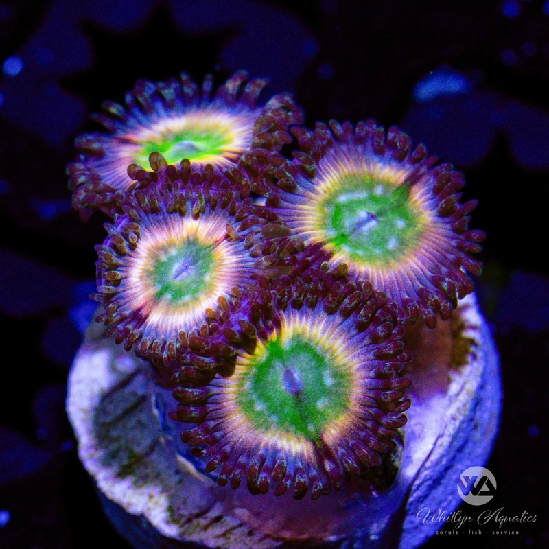 Rainbow Infusion Zoanthids (Aquacultured)