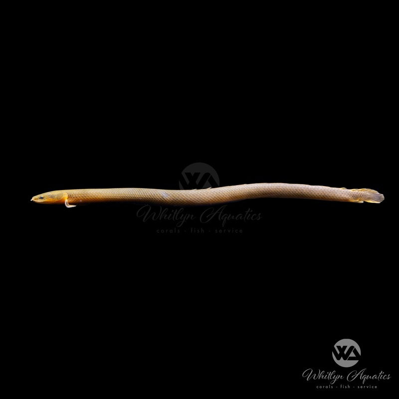 Ropefish / Reedfish - Erpetoichthys calabaricus