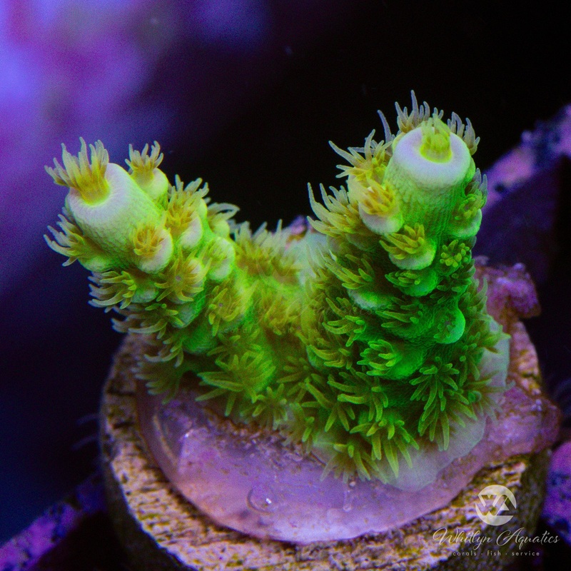 Sin City Acropora