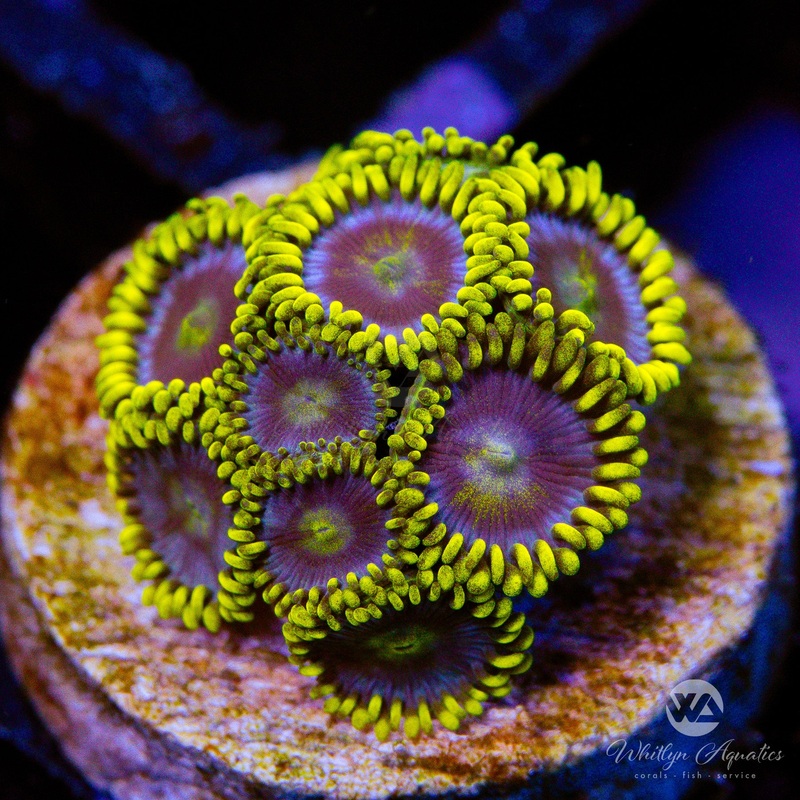 Smurfette Zoanthid (Aquacultured)