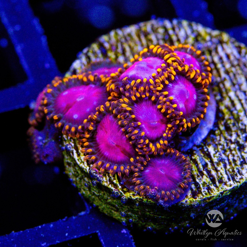 Sunburst Zoa (Aquacultured)
