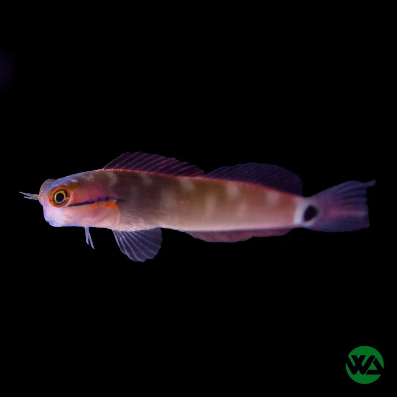 Tail Spot Blenny - Ecsenius stigmatura