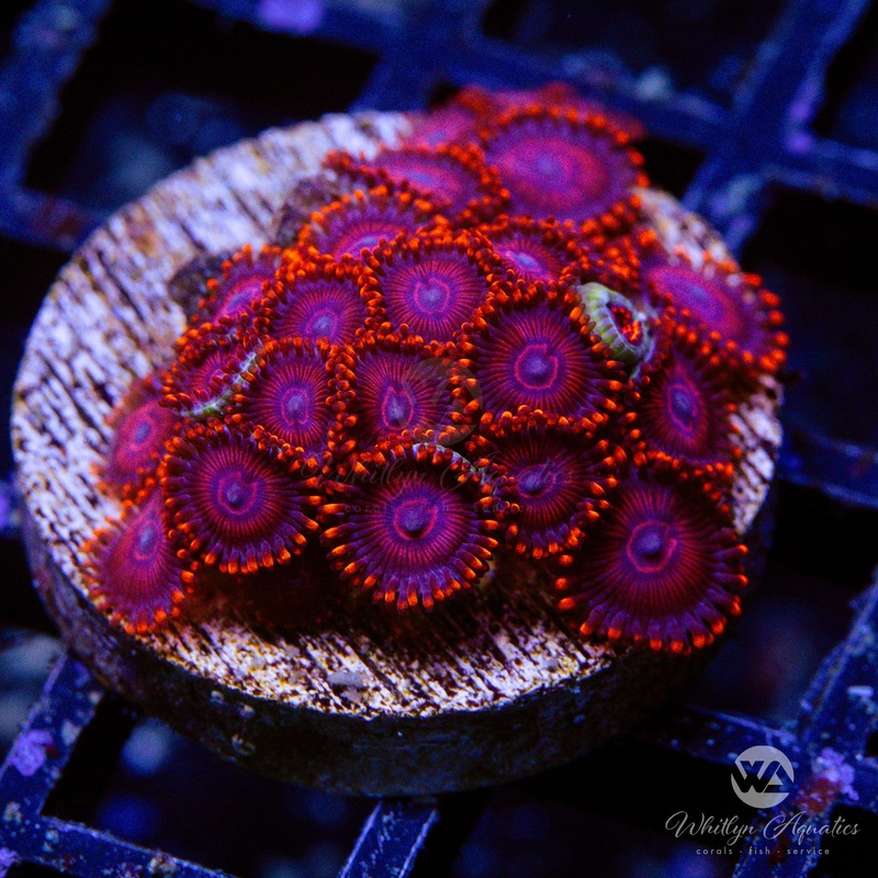 Twizzler Zoanthid (Aquacultured)