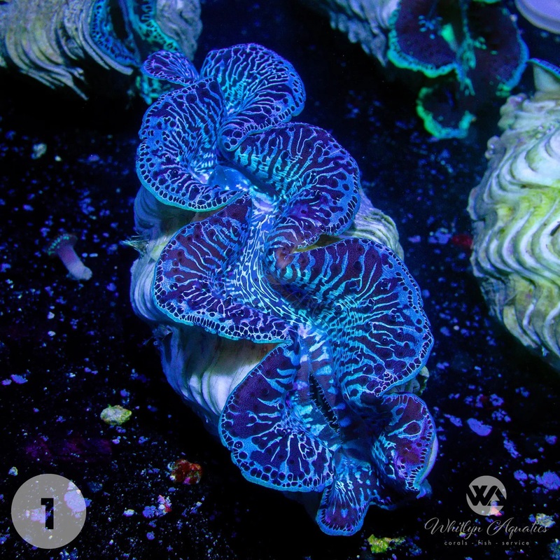 Ultra Blue Maxima Clams (Medium ~5") - WYSIWYG