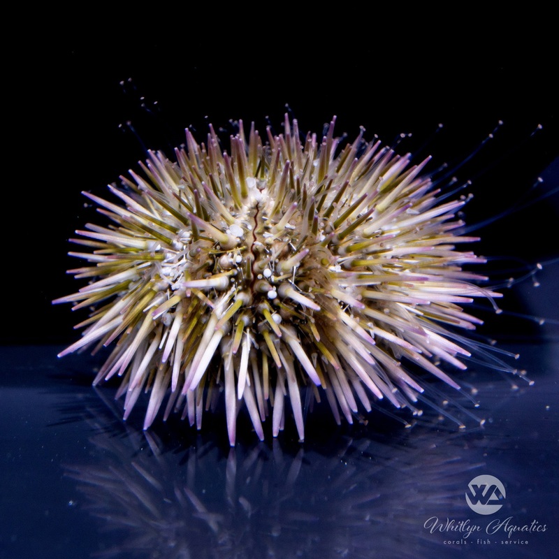 Variegated Pincushion Sea Urchin - Lytechinus variegatus