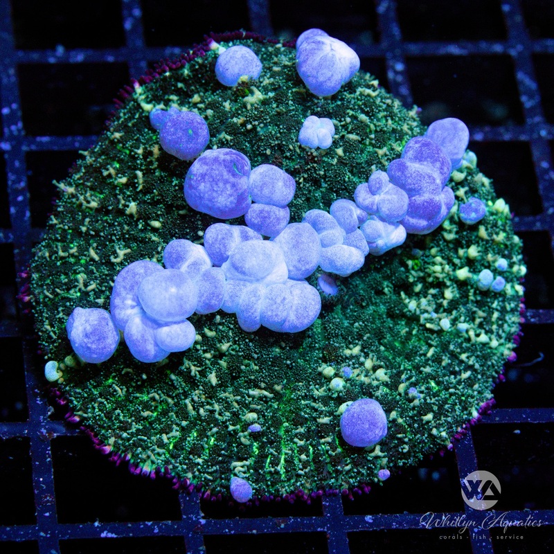 WA Blueballs Bounce Mushroom