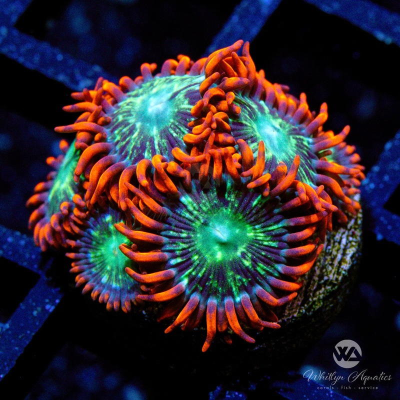 WA Double Dare Zoa (Aquacultured)