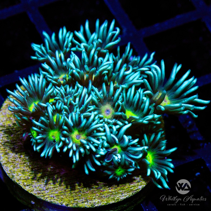 WA Dragon Eye Goniopora (Aquacultured)