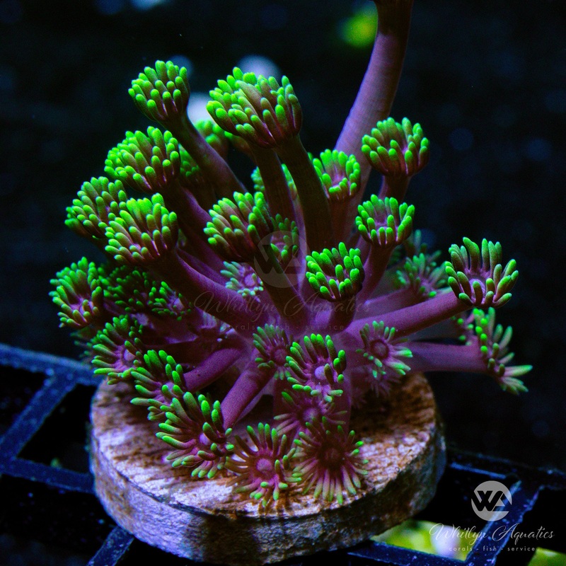 WA Joker Goniopora (Aquacultured)