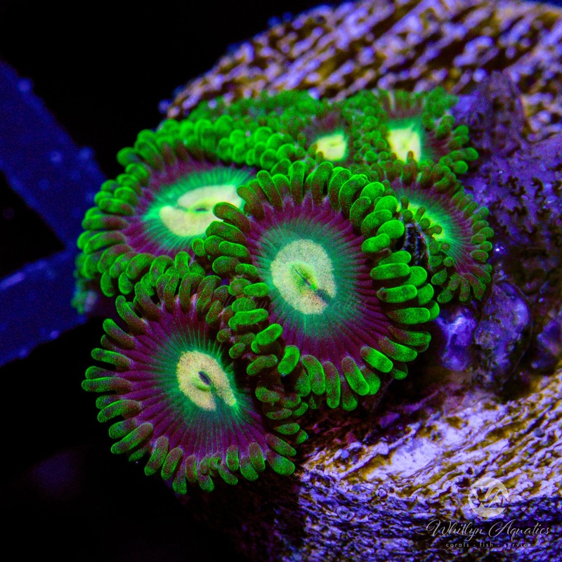 WA Poison Apple Zoanthid (Aquacultured)