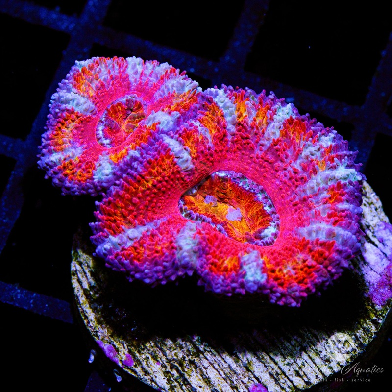 WA Rainbow Sherbert Acan
