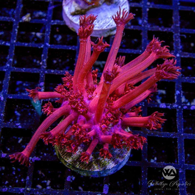 WA Sunburn Red Goniopora (Aquacultured)