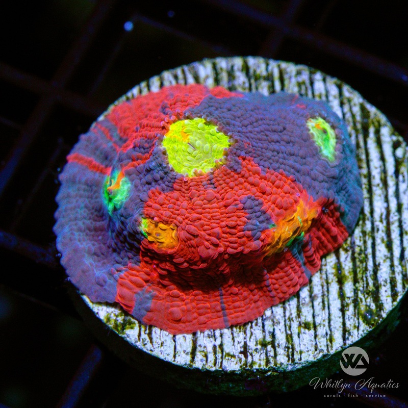 WA Superman Rainbow Chalice