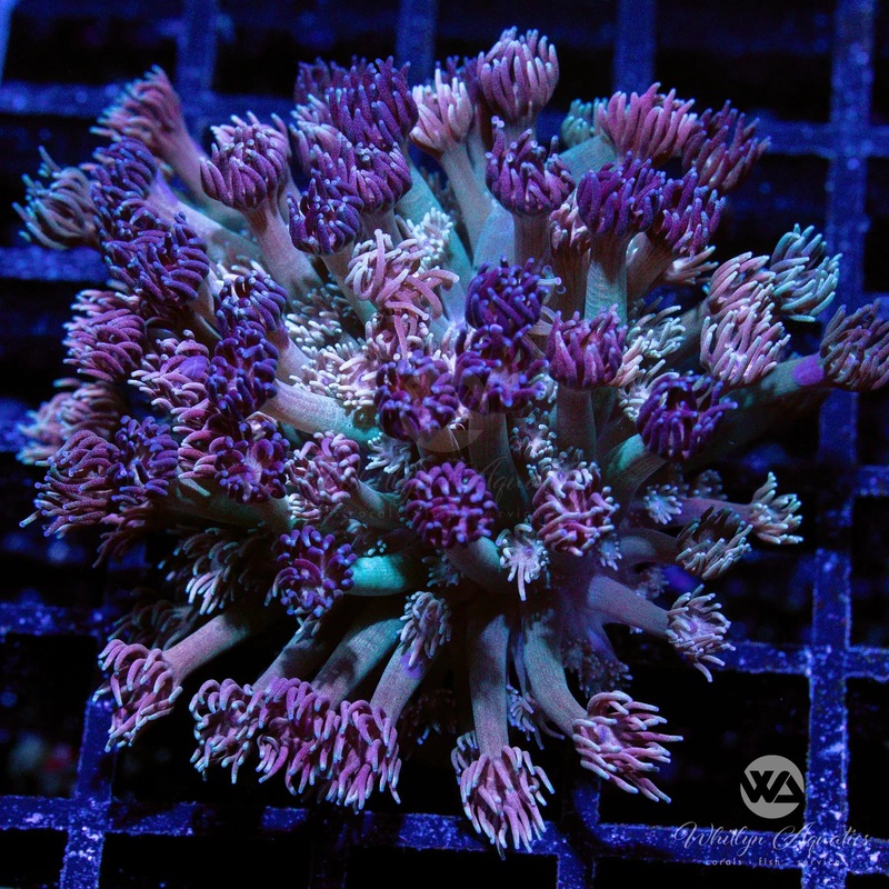 WA Too Toned Goniopora (Aquacultured)