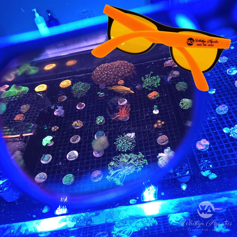 Whitlyn Aquatics Coral Viewing Glasses