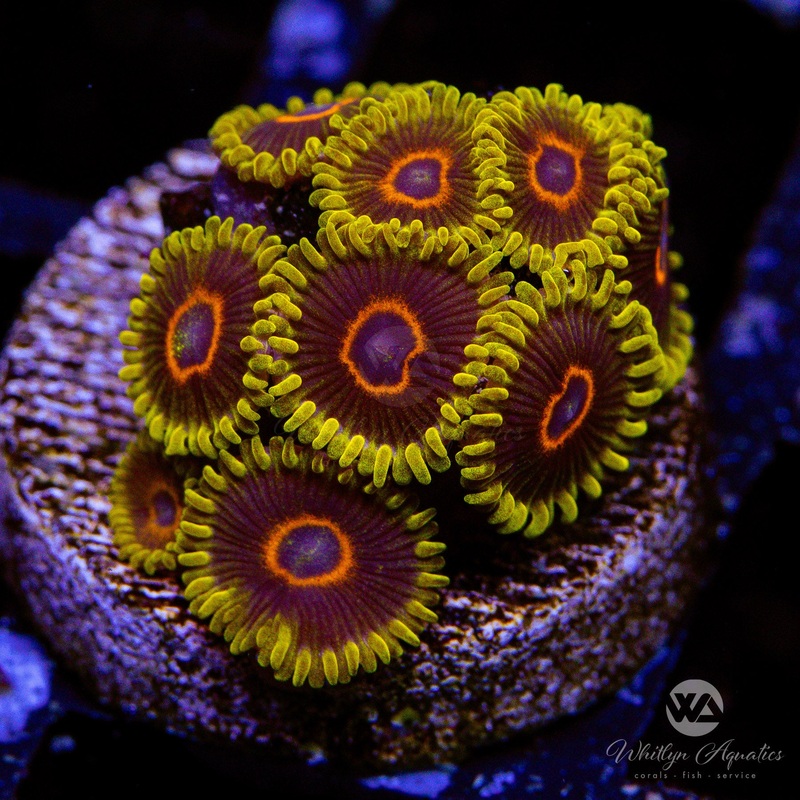 Yellow Hornet Zoanthids (Aquacultured)