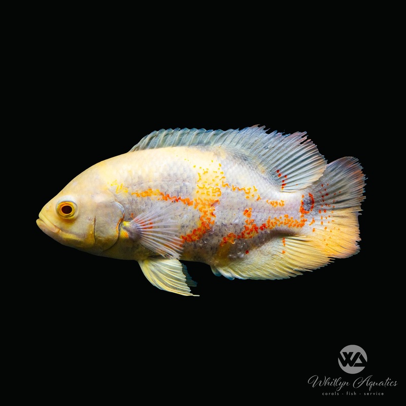 Albino Tiger Oscar - Astronotus ocellatus
