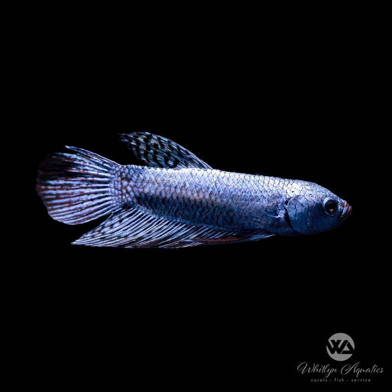 Alien Betta Male