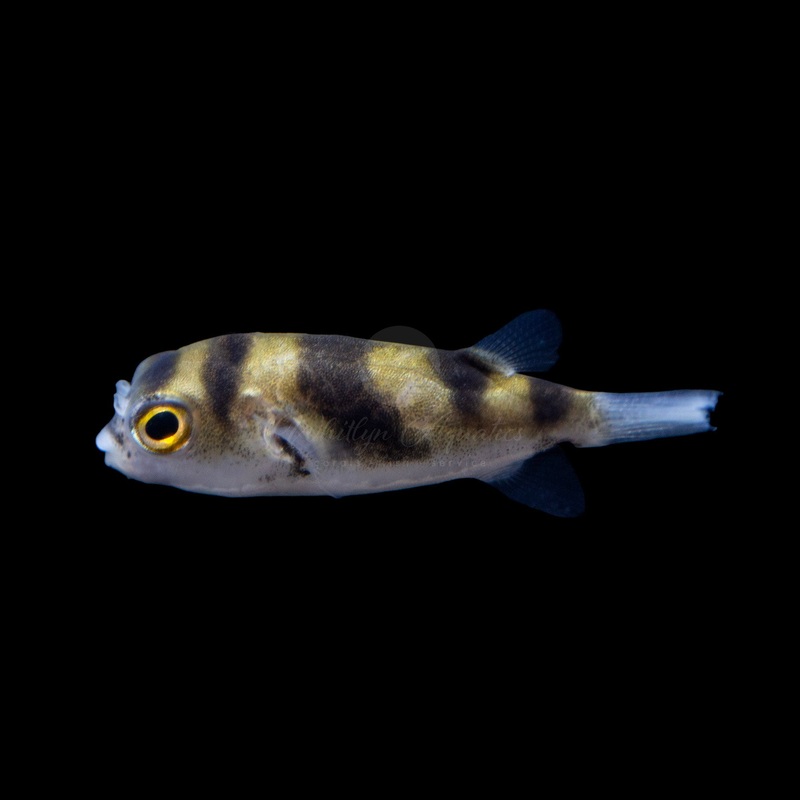 Amazon Puffer (Freshwater) - Colomesus asellus