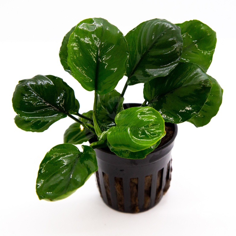 Anubias Barteri Round (Golden Coin)