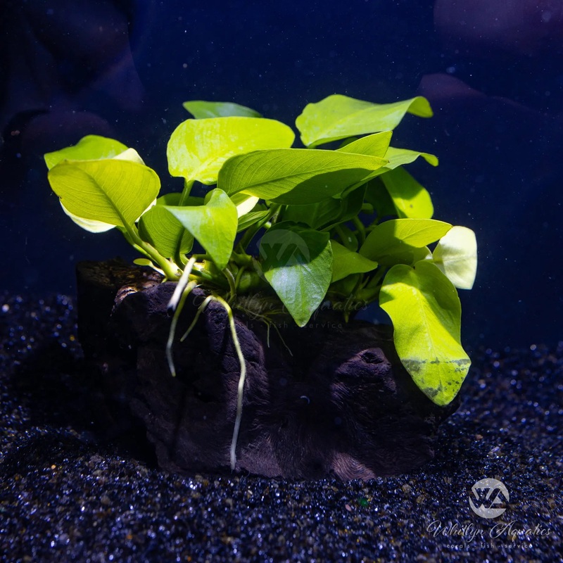 Anubias barteri var nana (Golden) on pterocapus wood