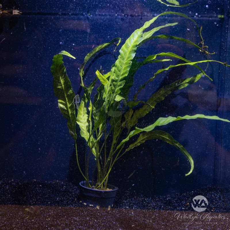 Asian Water Fern - Bolbitis heteroclita long tails