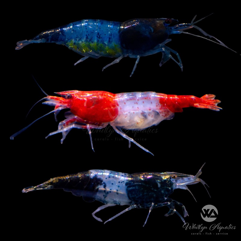 Assorted Glaze Shrimp - Neocaridina davidi