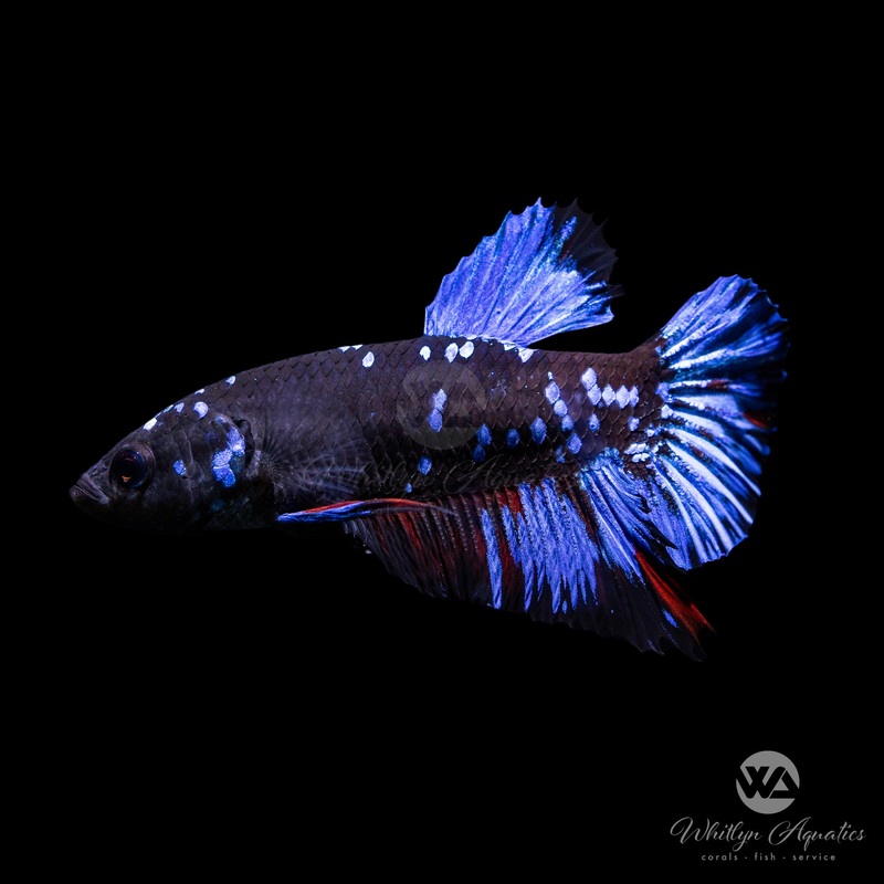 Avatar Betta Male