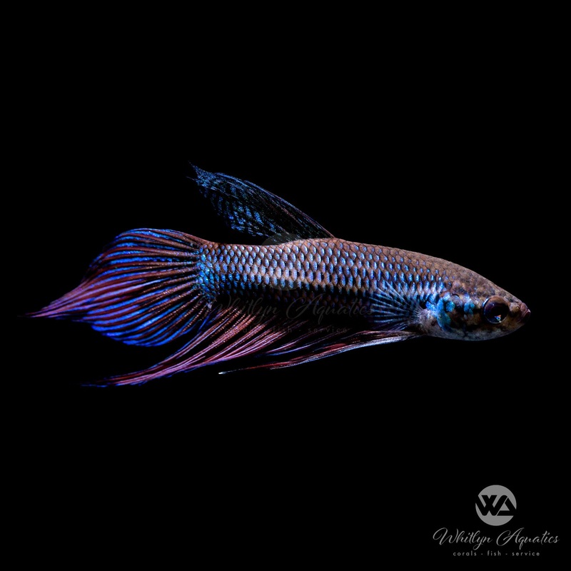 Betta Smaragdina Male