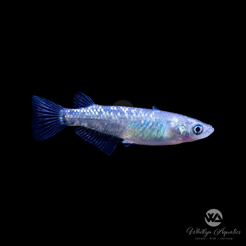 Black Lame Medaka Ricefish - Oryzias latipes