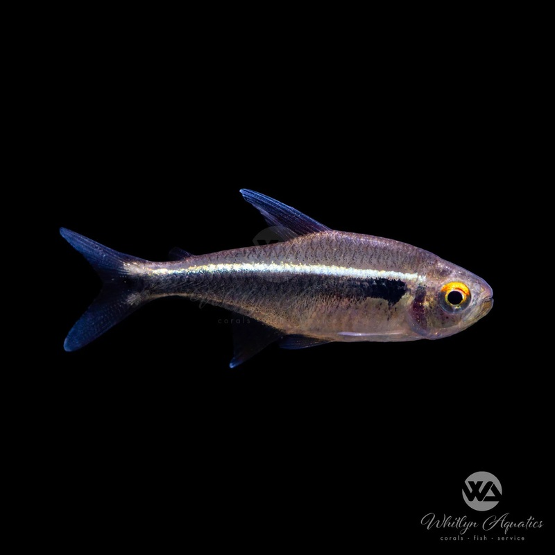Black Neon Tetra - Hyphessobrycon herbertaxelrodi